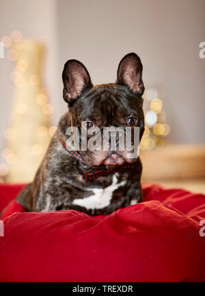 Französische Bulldogge. Erwachsener Hund in einem Appartement für Weihnachten dekoriert. Deutschland Stockfoto