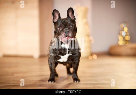 Französische Bulldogge. Erwachsener Hund stehen in einem Appartement für Weihnachten dekoriert. Deutschland Stockfoto