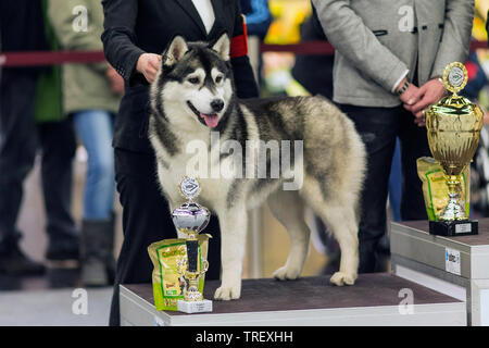 Siberian Husky. Gewinnen Hund mit die Preise während einer Rasse zeigen. Deutschland Stockfoto