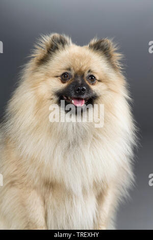 Pommern. Porträt eines Erwachsenen. Studio Bild vor grauem Hintergrund. Deutschland Stockfoto