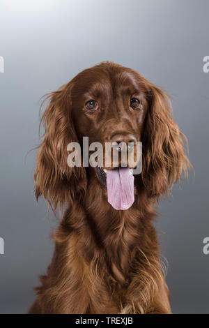 Irish Setter. Porträt eines Erwachsenen. Studio Bild vor grauem Hintergrund. Deutschland Stockfoto