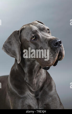 Dogge. Porträt eines Erwachsenen. Studio Bild vor grauem Hintergrund. Deutschland Stockfoto