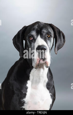 Dogge. Porträt eines Erwachsenen. Studio Bild vor grauem Hintergrund. Deutschland Stockfoto