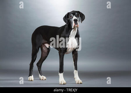 Dogge. Erwachsener Hund stehend, gesehen - auf. Studio Bild vor grauem Hintergrund. Deutschland Stockfoto