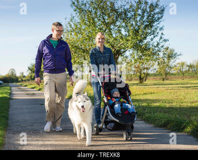 Siberian Husky. Erwachsenen Hund auf einem Spaziergang mit seiner menschlichen Familie Deutschland Stockfoto