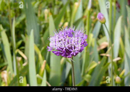 Allium globemaster Blume Stockfoto