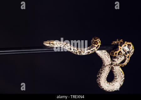 Ball Python Schlange, Seitenansicht Stockfotografie - Alamy
