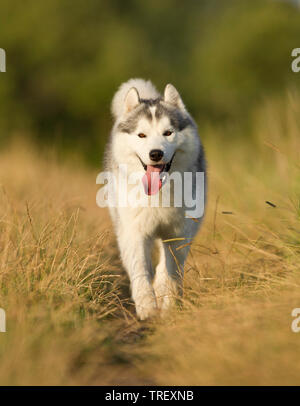 Siberian Husky. Erwachsener Hund läuft auf einem Pfad. Deutschland Stockfoto