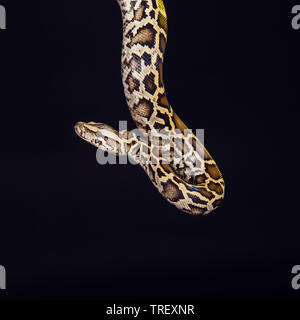 Tiger python, Schwarz und Gelb auf schwarzem Hintergrund. Female Pastel calico Python, Royal python oder Ball python, Python regius Stockfoto