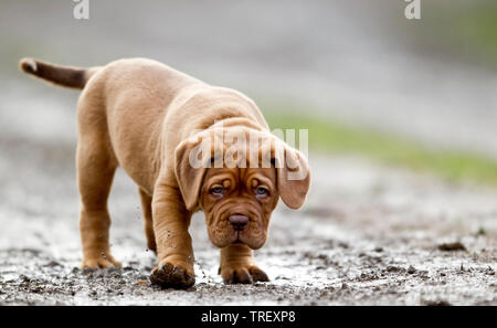 Bordeaux Dogge, Bordeauxdog. Welpen gehen auf einen schlammigen Weg. Deutschland Stockfoto