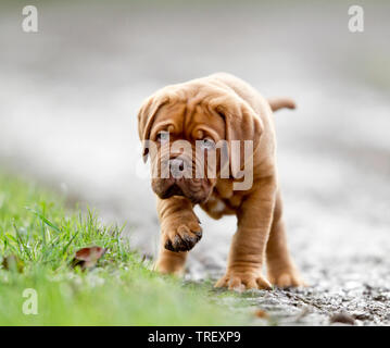 Bordeaux Dogge, Bordeauxdog. Welpen gehen auf einen schlammigen Weg. Deutschland Stockfoto