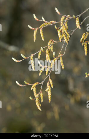 Gemeinsame Hainbuche, Europäischen Hainbuche (Carpinus betulus). Zweig mit männlichen Kätzchen. Deutschland Stockfoto