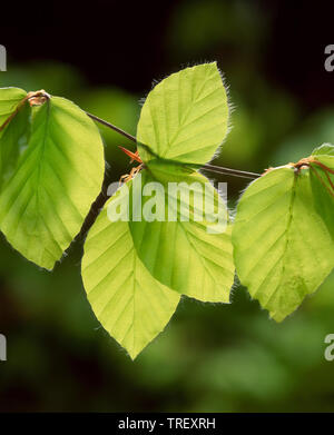 Gemeinsame Buche (Fagus sylvatica). In der Nähe von neu entstandenen Blätter, mit Hintergrundbeleuchtung. Deutschland, Stockfoto