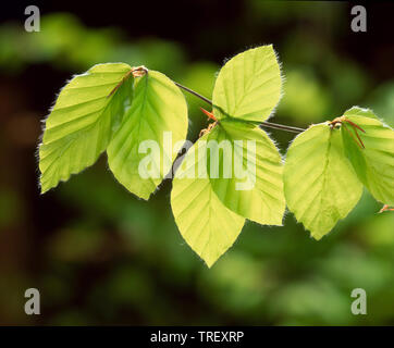 Gemeinsame Buche (Fagus sylvatica). In der Nähe von neu entstandenen Blätter, mit Hintergrundbeleuchtung. Deutschland, Stockfoto