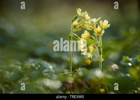 Gemeinsame Schlüsselblume (Primula Veris), blühende Pflanze im Gegenlicht. Deutschland Stockfoto