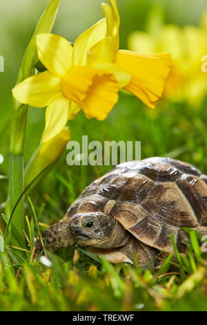 Junge mediterrane Sporn - thighed Schildkröte, Griechische Landschildkröte (Testudo graeca) neben blühenden Narzissen im Frühjahr. Stockfoto