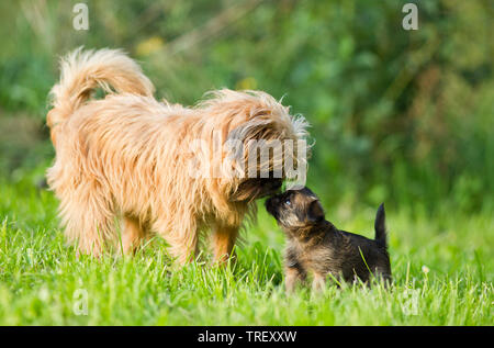 Griffon Bruxellois, Brüsseler Griffon. Erwachsenen Hund auf einer Wiese, Schnupfen bei Welpen Deutschland Stockfoto