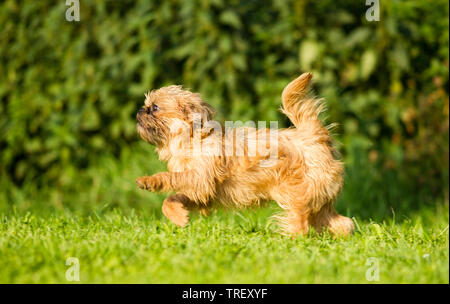 Griffon Bruxellois, Brüsseler Griffon. Erwachsenen Hund auf einer Wiese. Deutschland Stockfoto