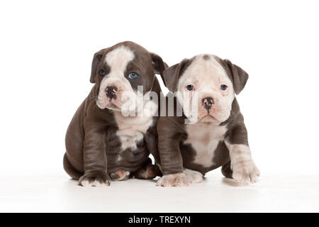 Englische Bulldogge. Welpen in Richtung der Kamera. Studio Bild vor einem weißen Hintergrund. Deutschland Stockfoto