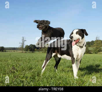 Pudel springen über eine gemischte Rasse Hund (Dogge x?). Deutschland Stockfoto