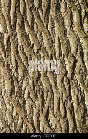 Schwarzpappel (Populus nigra), in der Nähe der Rinde. Deutschland Stockfoto