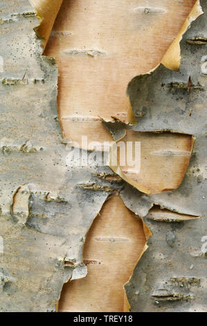 Europäische weiße Birke, Silber Birke (Betula pendula), in der Nähe der Rinde. Deutschland Stockfoto