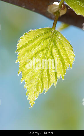 Europäische weiße Birke, Silber Birke (Betula pendula, frisches Blatt auf einem Zweig. Deutschland Stockfoto