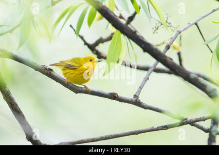 Männliche Schnäpperrohrsänger im Frühjahr Stockfoto