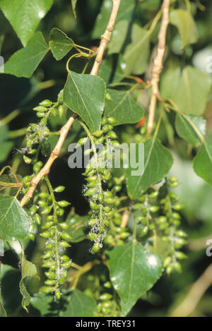 Schwarzpappel (Populus nigra). Zweige mit Blättern und Früchten steht. Deutschland Stockfoto