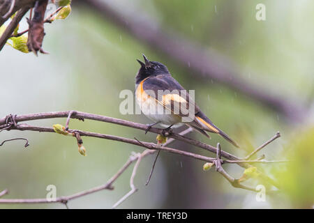 Männliche Amerikanische redstart (Setophaga ruticilla) im Frühjahr Stockfoto