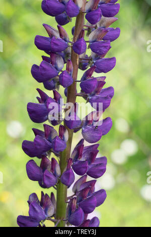 Violett garten Lupin Blume Makro selektiven Fokus Stockfoto