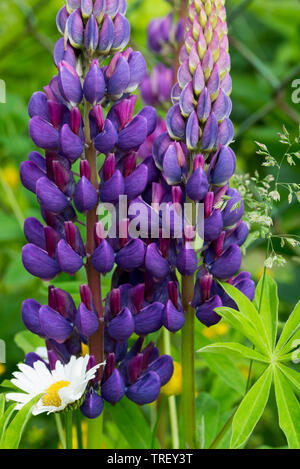 Violett garten Lupin Blume Makro selektiven Fokus Stockfoto