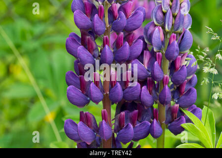 Violett garten Lupin Blume Makro selektiven Fokus Stockfoto