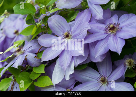 Lila Farbe clematis Blumen im Garten Nahaufnahme Stockfoto