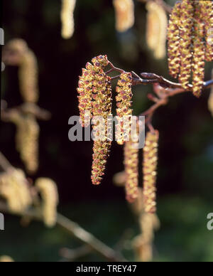 Grau gesprenkelt, Erle, Erle (Alnus Incana), Zweig, mit männlichen Blütenstände. Deutschland Stockfoto