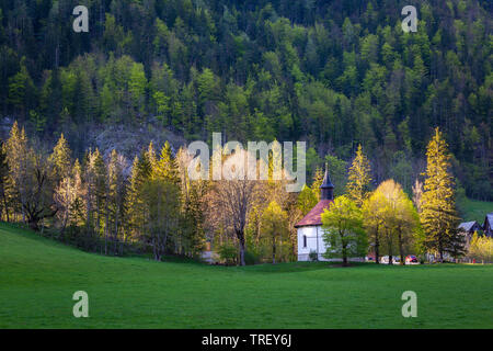 Rotunde in Logarska Dolina, Slowenien während des Sonnenuntergangs. Weiße Kapelle mit rotem Dach bleiben in Bäume durch warmen, späten Sonnenlicht beleuchtet. Feder, ruhige Szene Stockfoto