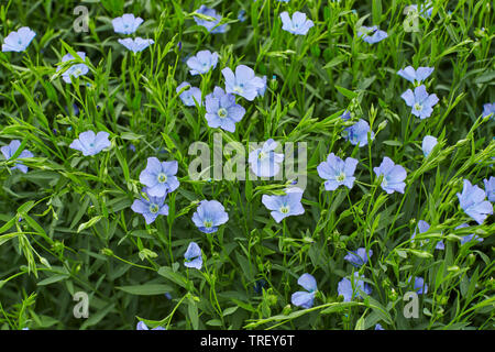 Gemeinsame Flachs, Faserlein, Öllein (Linum usitatissimum), blühende Pflanzen. Deutschland Stockfoto