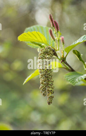 Grüne Erle (Alnus alnobetula, Alnus viridis), Zweig, mit männlichen und weiblichen Blüten. Deutschland Stockfoto
