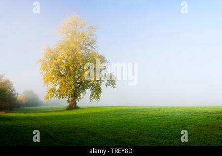 Schwarzpappel (Populus nigra). Einsamer Baum in den frühen Morgen. Deutschland Stockfoto