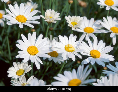 Ox-eye Daisy, Mond Daisy (Leucanthemum vulgare), Blumen. Deutschland Stockfoto