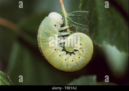 Cimbex femoratus Sawfly (Birke). Larve auf ein Blatt. Deutschland Stockfoto