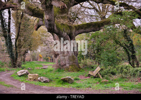 Eine alte Eiche Baum im 16. Jahrhundert während der Passage von Heinrich dem Vierten gepflanzt durch Bain-de-Bretagne Stockfoto