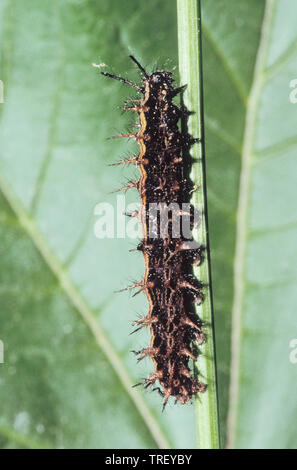 Silber - gewaschen Fritillary (Ceriagrion tenellum), Caterpillar auf einem Blatt Stockfoto