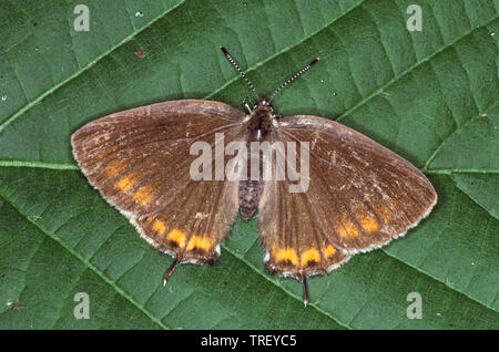 Schwarz Hairstreak (Satyrium Pruni). Schmetterling auf ein Blatt. Deutschland Stockfoto