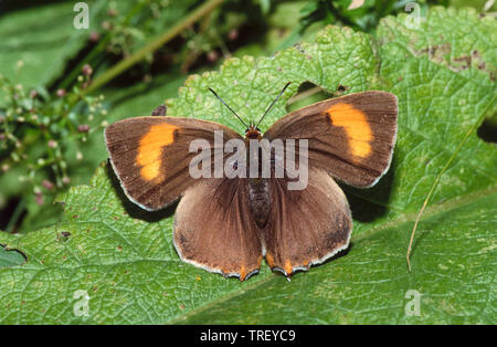 Braun Hairstreak (Thecla betulae). Schmetterling auf ein Blatt. Deutschland Stockfoto