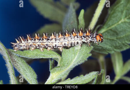 Gefleckte Fritillary (Melitaea didyma). Caterpillar auf einem Stiel. Deutschland Stockfoto