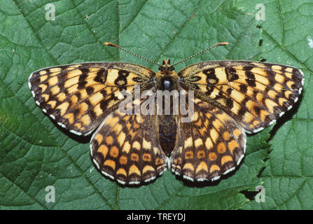 Heide Fritillary (Mellicta athalia). Schmetterling auf ein Blatt. Deutschland Stockfoto