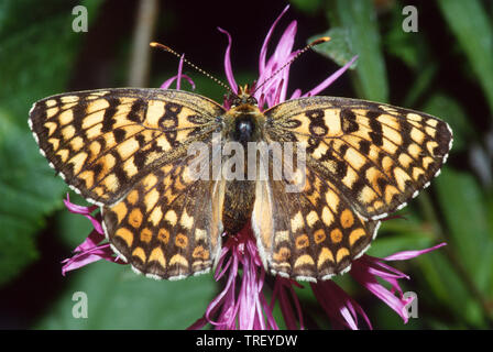 Heide Fritillary (Mellicta athalia). Schmetterling auf einer Blume. Deutschland Stockfoto