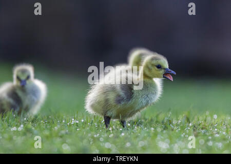 Cute Kanadagans Babys Stockfoto