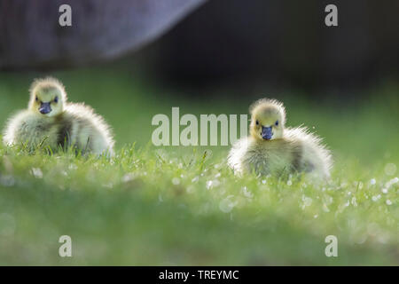 Cute Kanadagans Babys Stockfoto